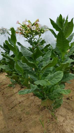 PLANT